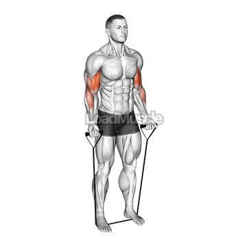 Band alternating biceps curl