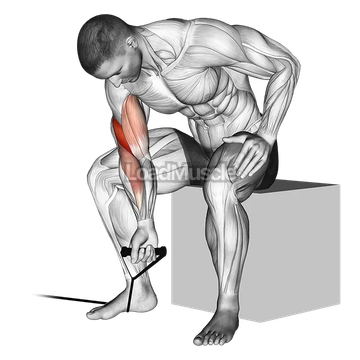 Band concentration curl