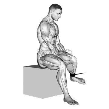 Band Seated Hip External Rotation