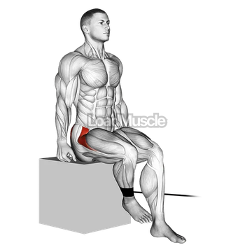 Band Seated Hip Internal Rotation