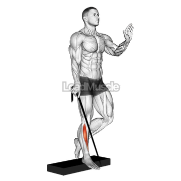 Band single leg reverse calf raise
