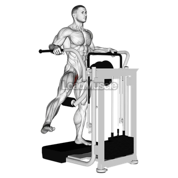 Lever Side Hip Adduction