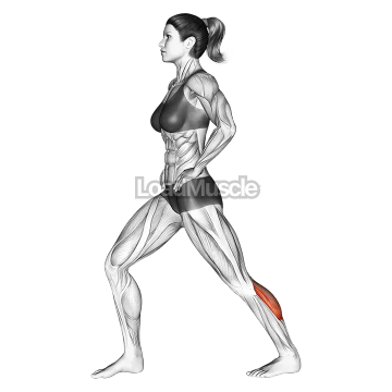 Lunging Straight Leg Calf Stretch