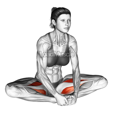 Seated Groin Stretch