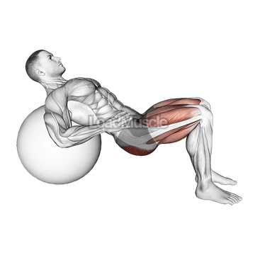 Lying Hip Lift (on stability ball)