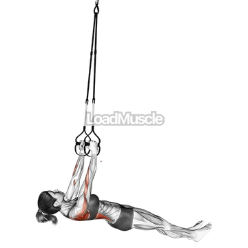 Suspender Inverted Row