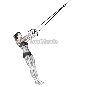 Suspender Biceps Clutch