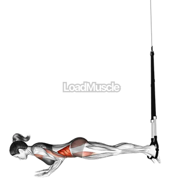 Suspender Star Push up