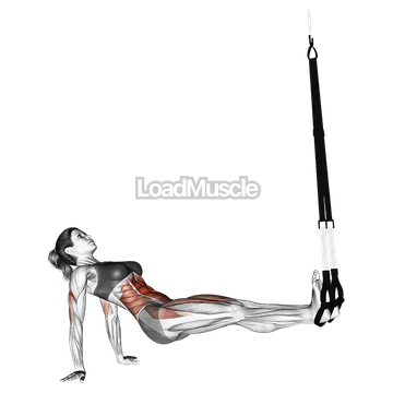 Suspender Supine Crunch