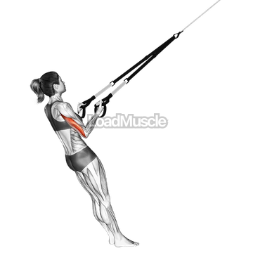 Suspender Triceps Kickback