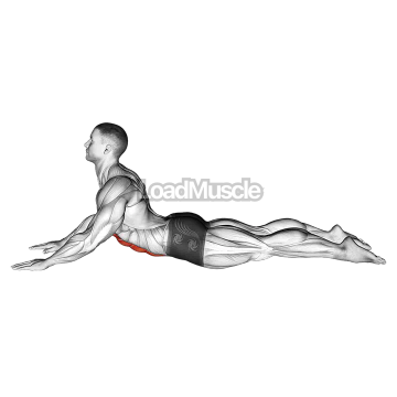 Lying (prone) Abdominal Stretch