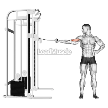Cable one arm inner biceps curl