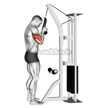 Cable Standing One Arm Tricep Pushdown (Overhand Grip)