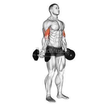 Dumbbell Standing Inner Biceps Curl