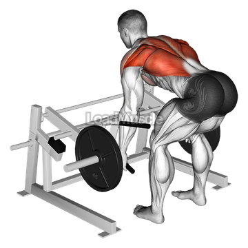 Lever Row (plate loaded)