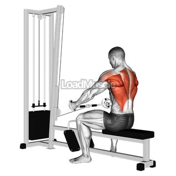 Cable Seated Row (Bent bar)