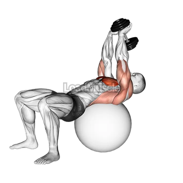 Dumbbell Pullover on Exercise Ball