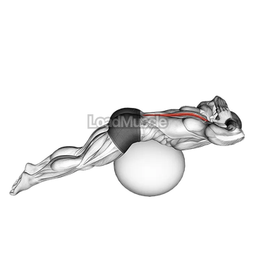 Back Extension on Exercise Ball