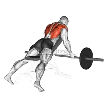 Barbell Reverse Grip Incline Bench Row