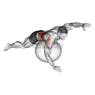 Exercise Ball Alternating Arm Ups