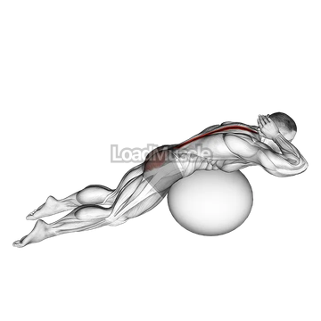 Exercise Ball Back Extension With Hands Behind Head