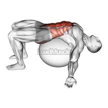 Exercise Ball Back Stretch