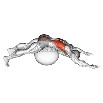 Exercise Ball Lower Back Prone Stretch