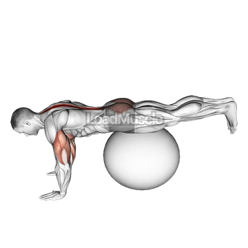 Exercise Ball Prone Leg Raise
