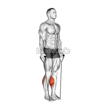 Band Two Legs Calf Raise - (Band under both legs)