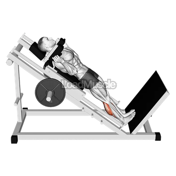 Hack Calf Raise