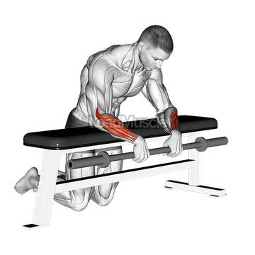 Barbell Palms Down Wrist Curl Over A Bench