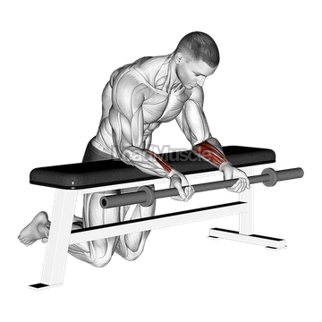 Barbell Palms Up Wrist Curl Over A Bench