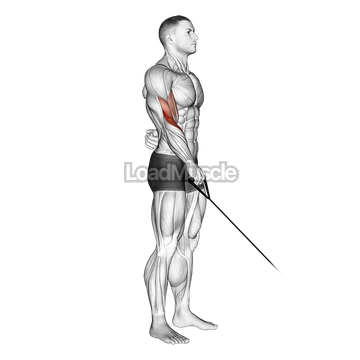 Cable Reverse One Arm Curl
