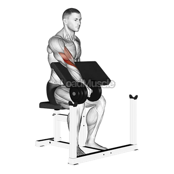 Dumbbell One Arm Reverse Preacher Curl