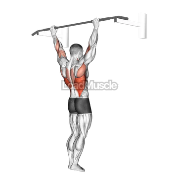 Wide Grip Pull Up