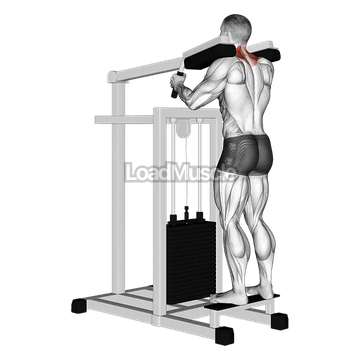 Lever Gripless Shrug