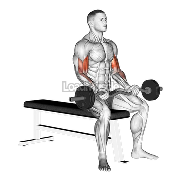 EZ Barbell Seated Curls