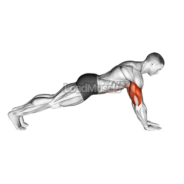 Push up on Forearms