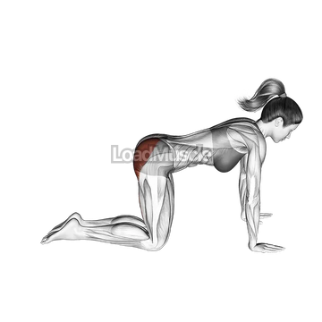 Bent Leg Kickback (kneeling)