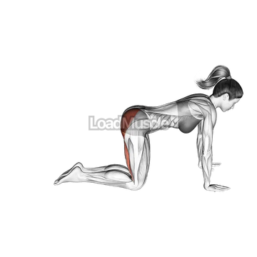 Straight Leg Kickback (kneeling)