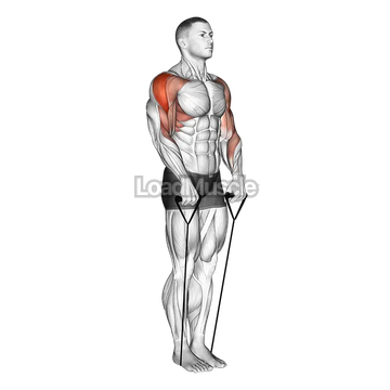 Band Upright Row (Under two feet)