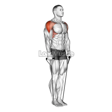 Band Lateral Raise