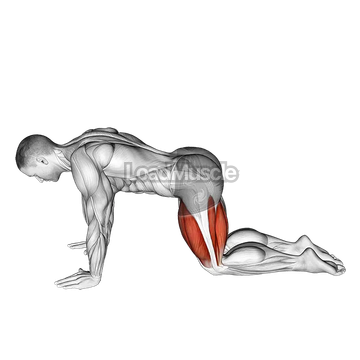 All Fours Squad Stretch