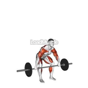 Barbell Hang Snatch Below the Knees