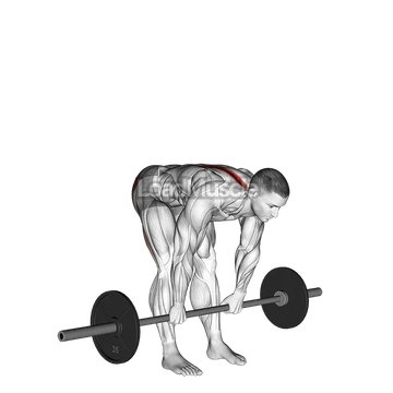Barbell Stiff Legged Deadlift