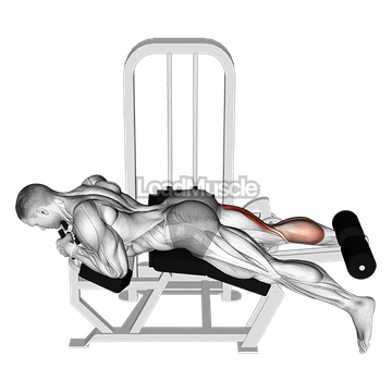 Lever Lying Single Leg Curl