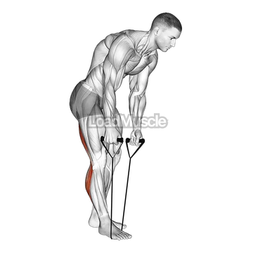 Standing Hamstring and Calf Stretch with Strap