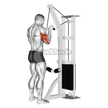 Cable Triceps Pushdown (SZ-bar)