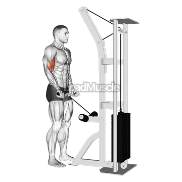 Cable Biceps Curl (SZ-bar)