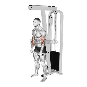 Cable Reverse Grip Biceps Curl (SZ-bar)